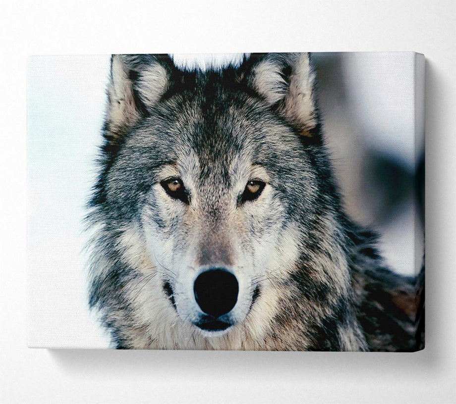 Wolf Face – Simply Canvas Art - Main Image