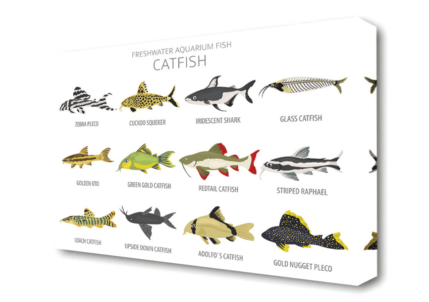 Catfish Chart – Simply Canvas Art